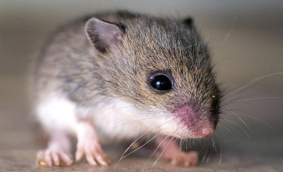 مكافحة الفئران و الجرذان